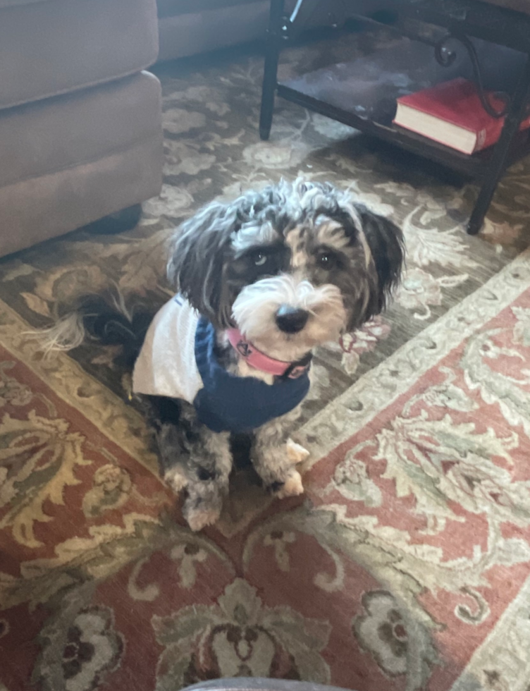 Cute Aussiechon Pup in