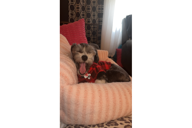 Energetic Bichon Havanes Purebred Puppy