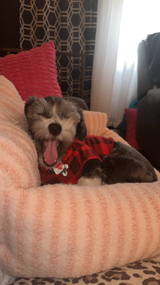 Happy Bichon Habanero Purebred Pup