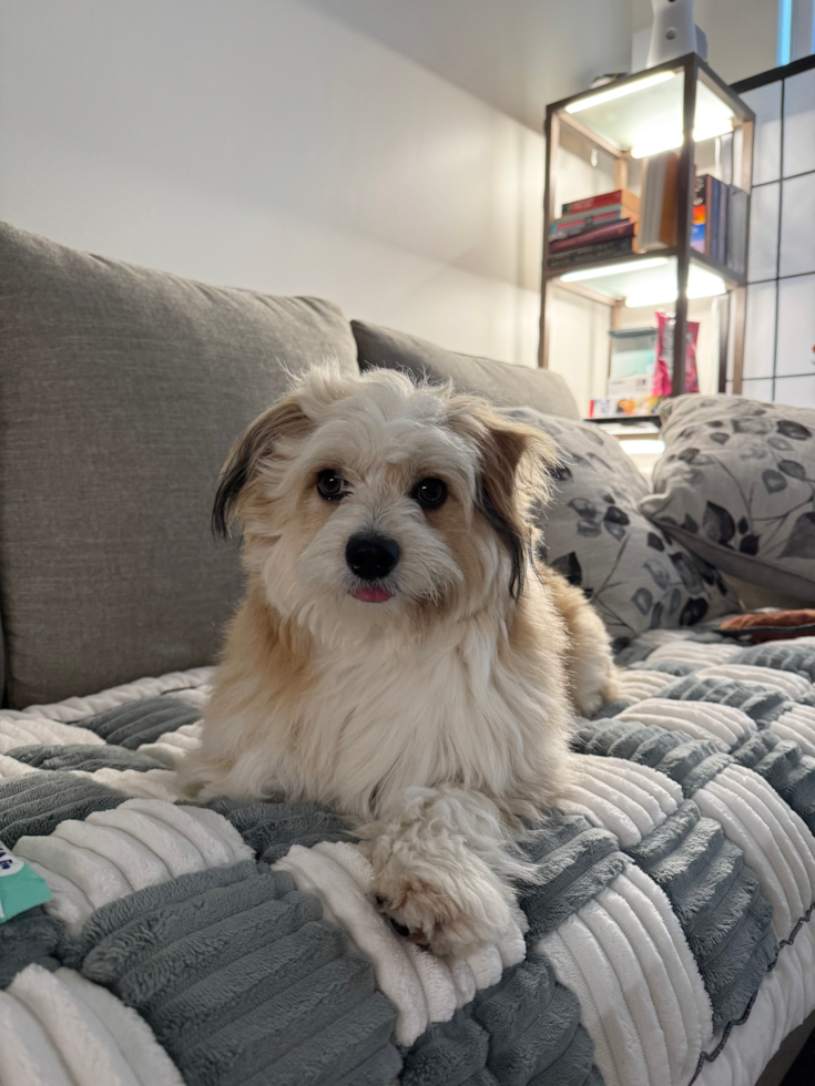 Aussiechon Being Cute