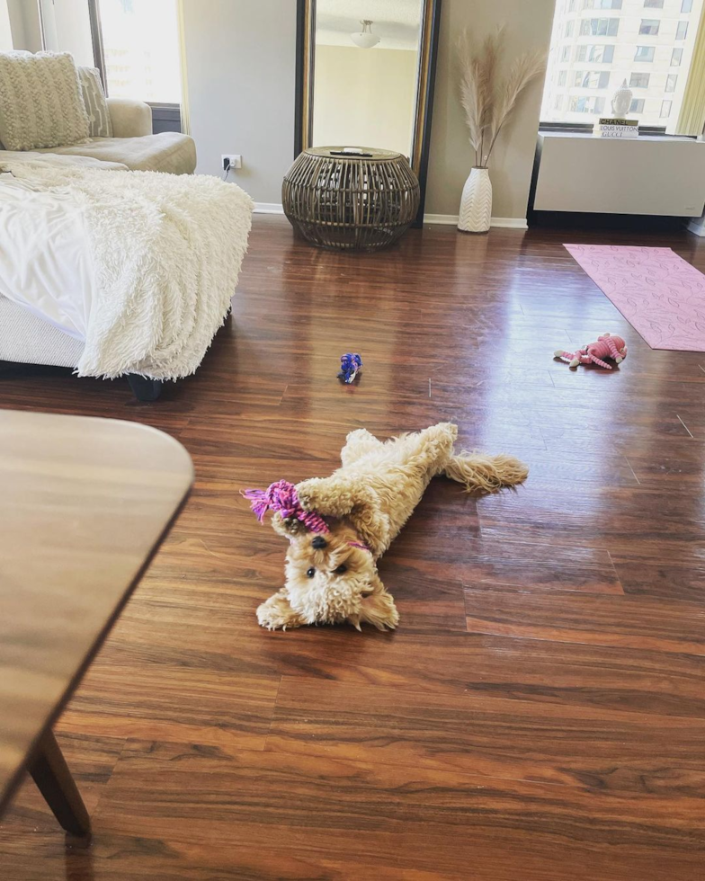 Little Cavoodle Poodle Mix Pup