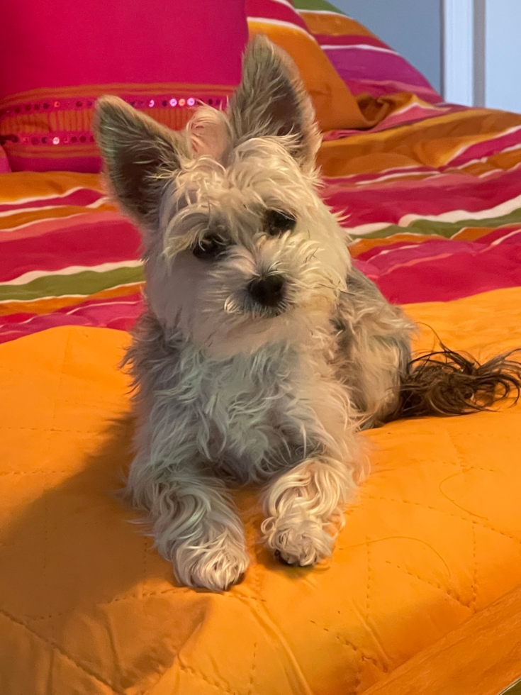 Friendly Morkie Pup in