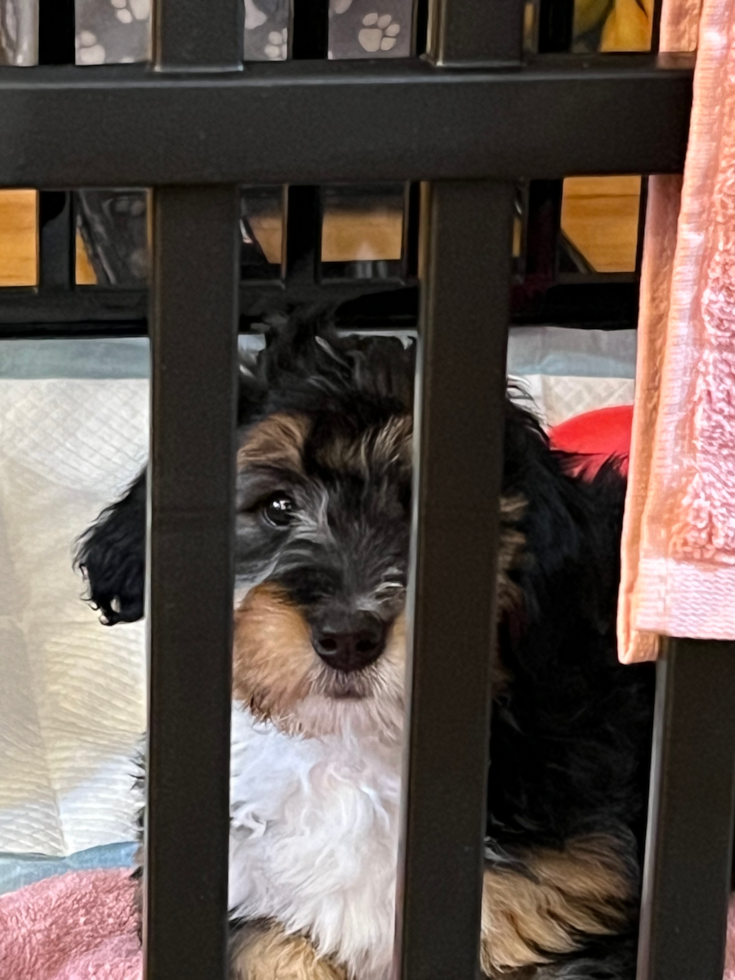 Friendly Mini Bernedoodle Pup