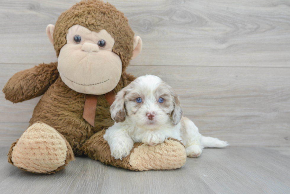 Energetic Shih Poo Poodle Mix Pup