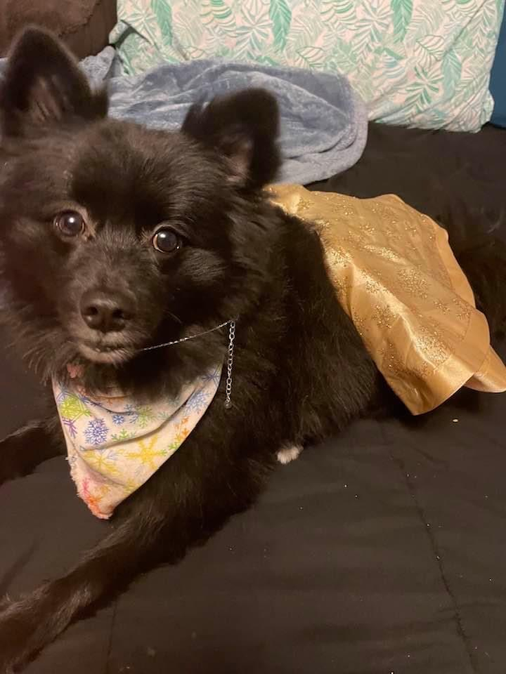 Smart Pomeranian Purebred Pup