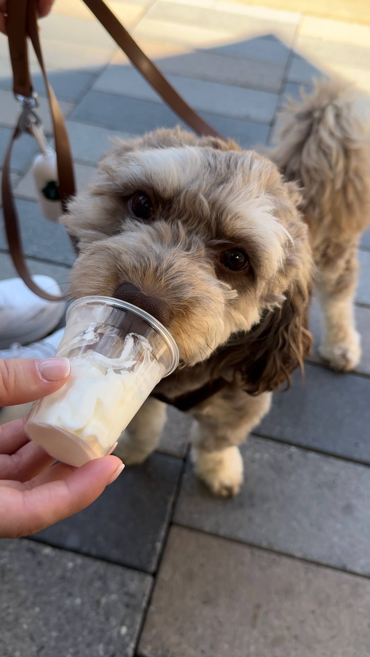 Best Cockapoo Baby