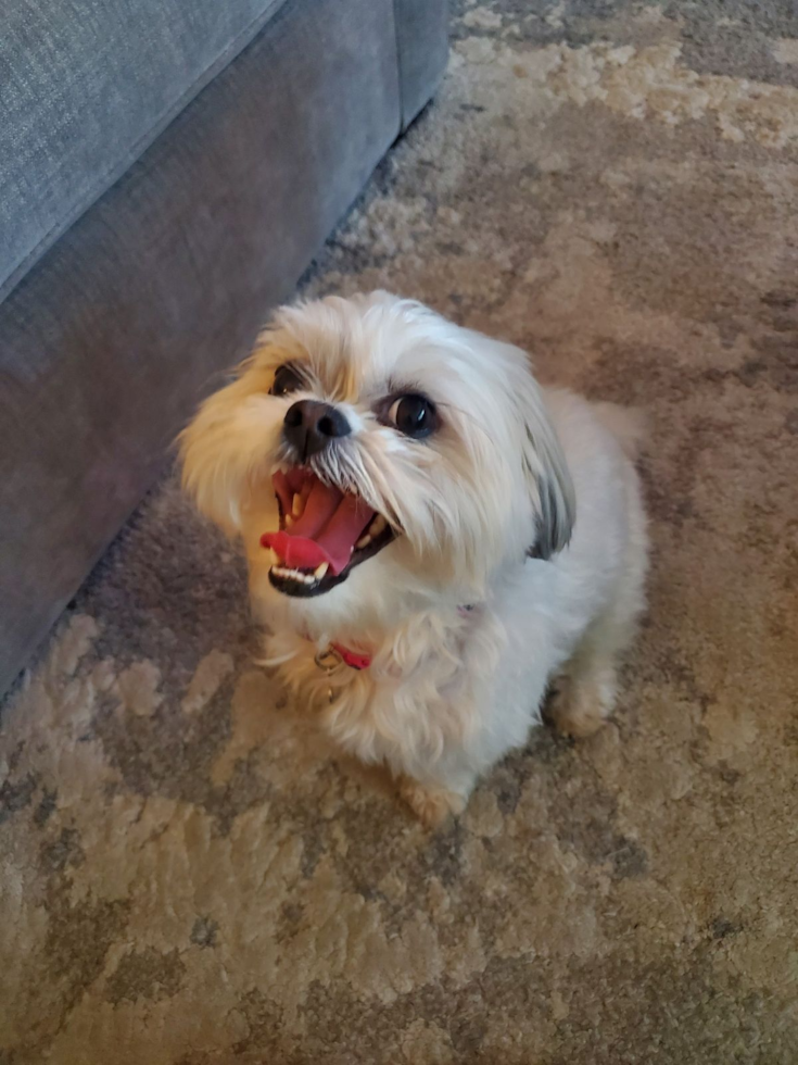 Cute Havaneser Purebred Pup