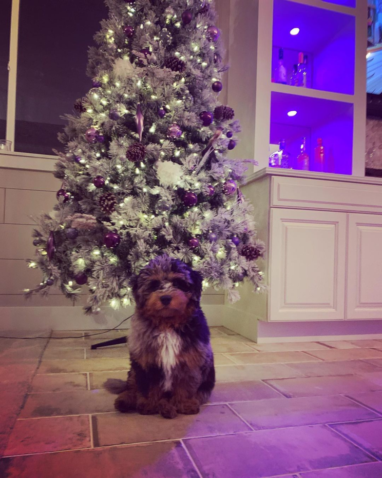 Cute Mini Bernedoodle Pup