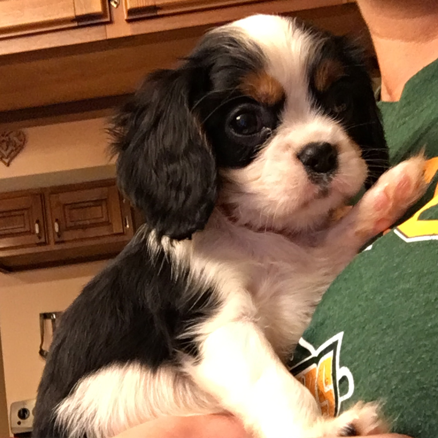 Cavalier King Charles Spaniel Pup Being Cute