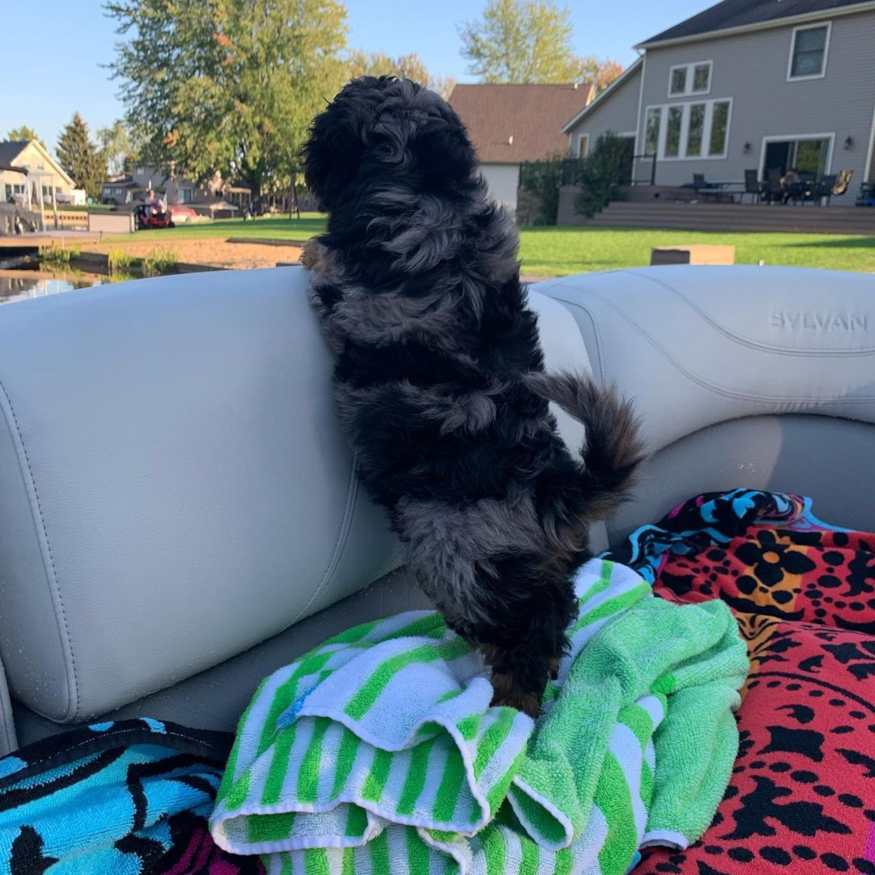 Mini Bernedoodle Being Cute