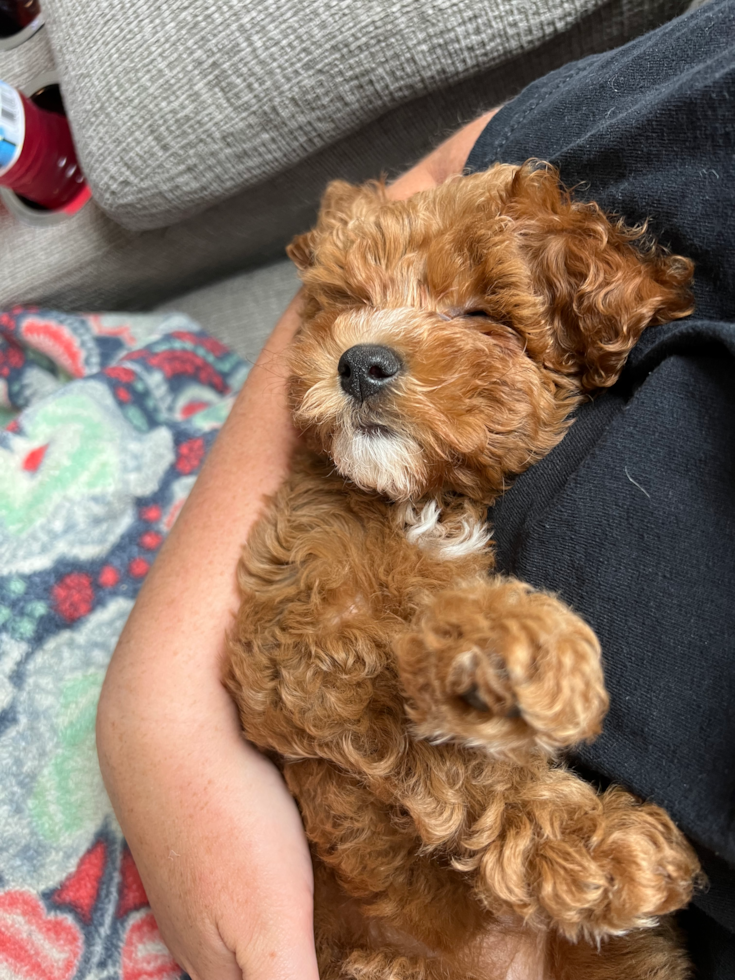 Adorable Cavoodle Poodle Mix Pup