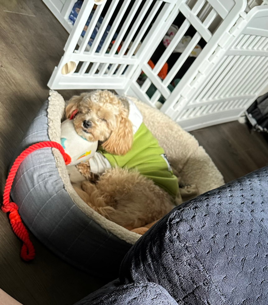 Fluffy Maltipoo Poodle Mix Pup