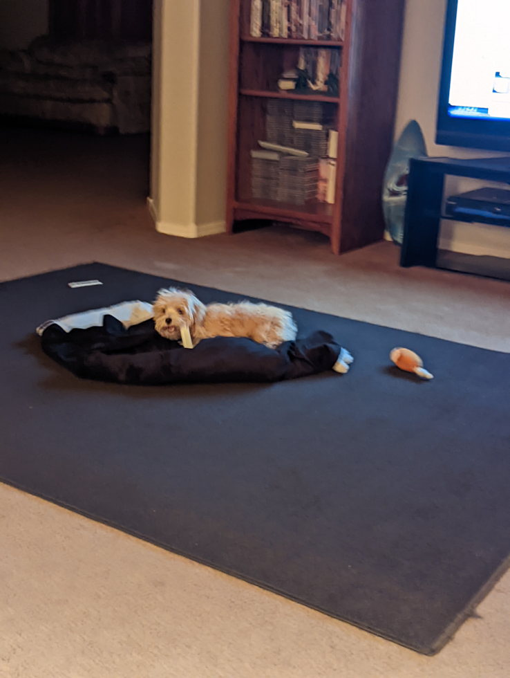 Las Vegas Maltipoo Pup