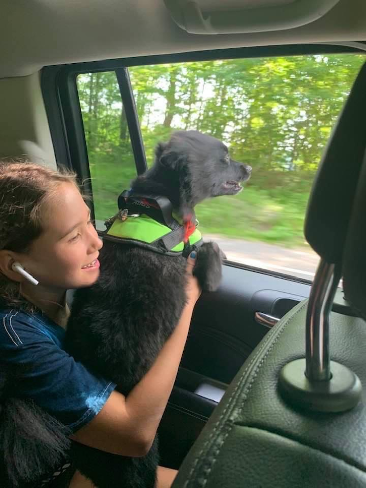 Little Pomeranian Purebred Pup