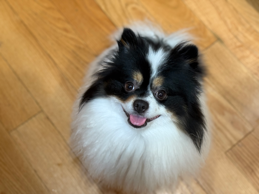 Petite Dwarf Spitz Purebred Pup