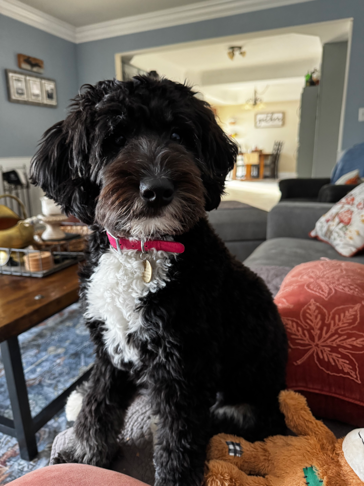 Sweet Mini Bernedoodle Pup