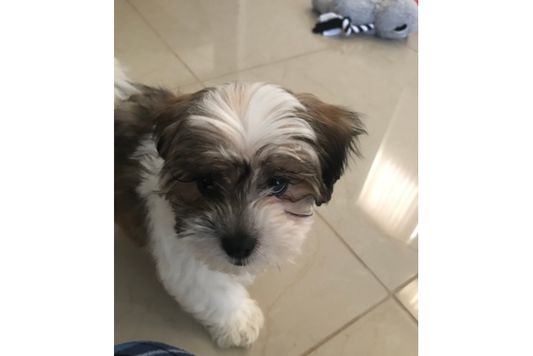 Popular Teddy Bear Designer Pup