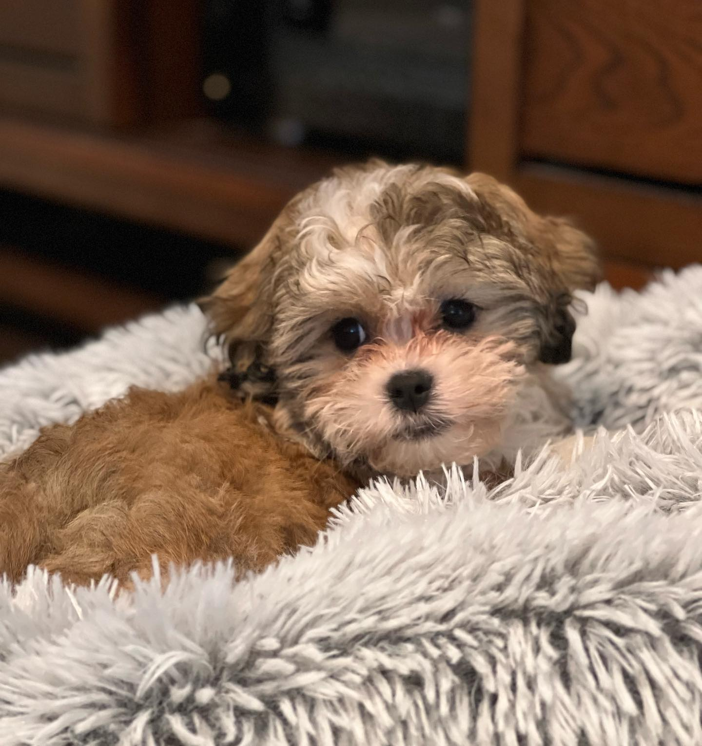 Teddy Bear Puppy for Adoption