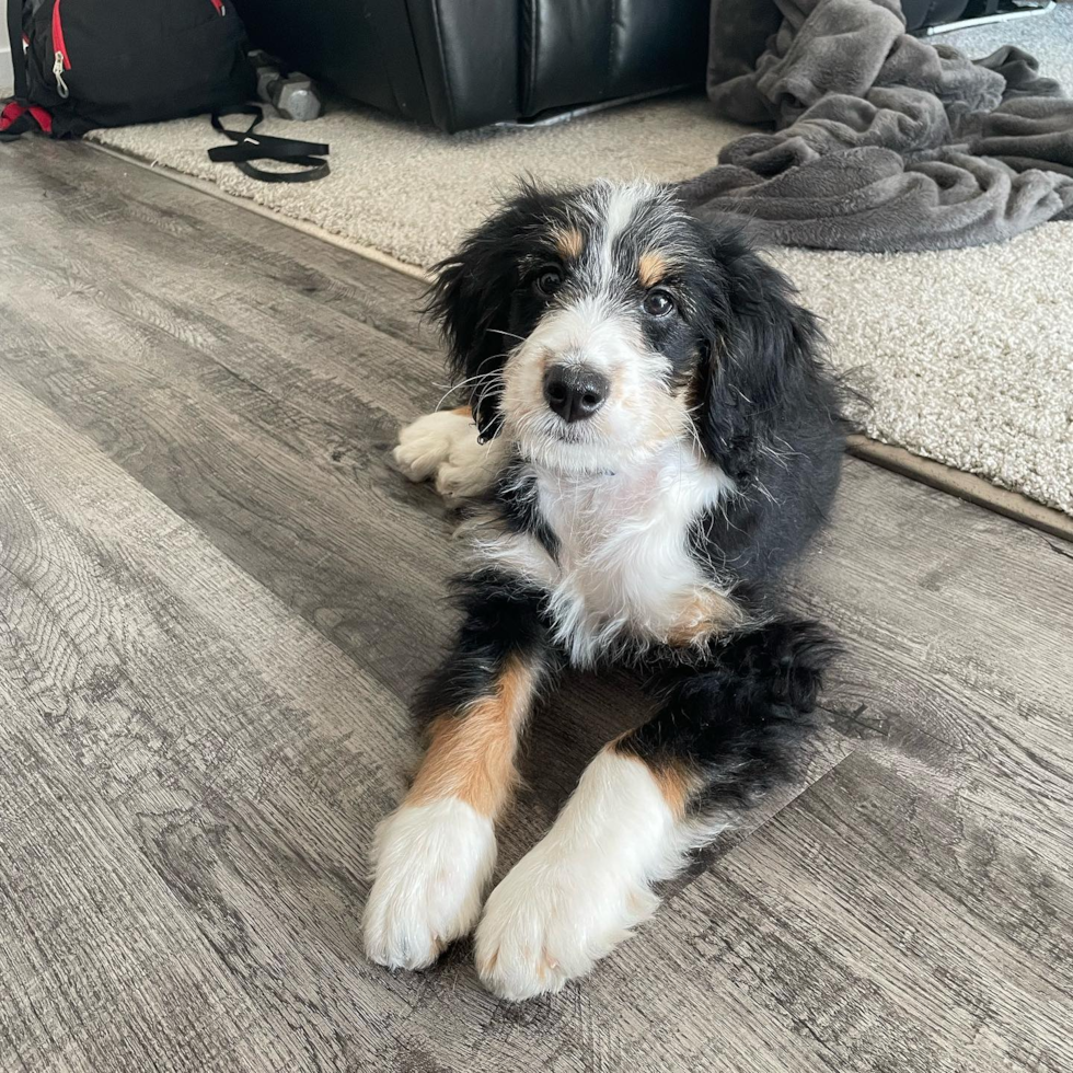 Mini Bernedoodle Being Cute