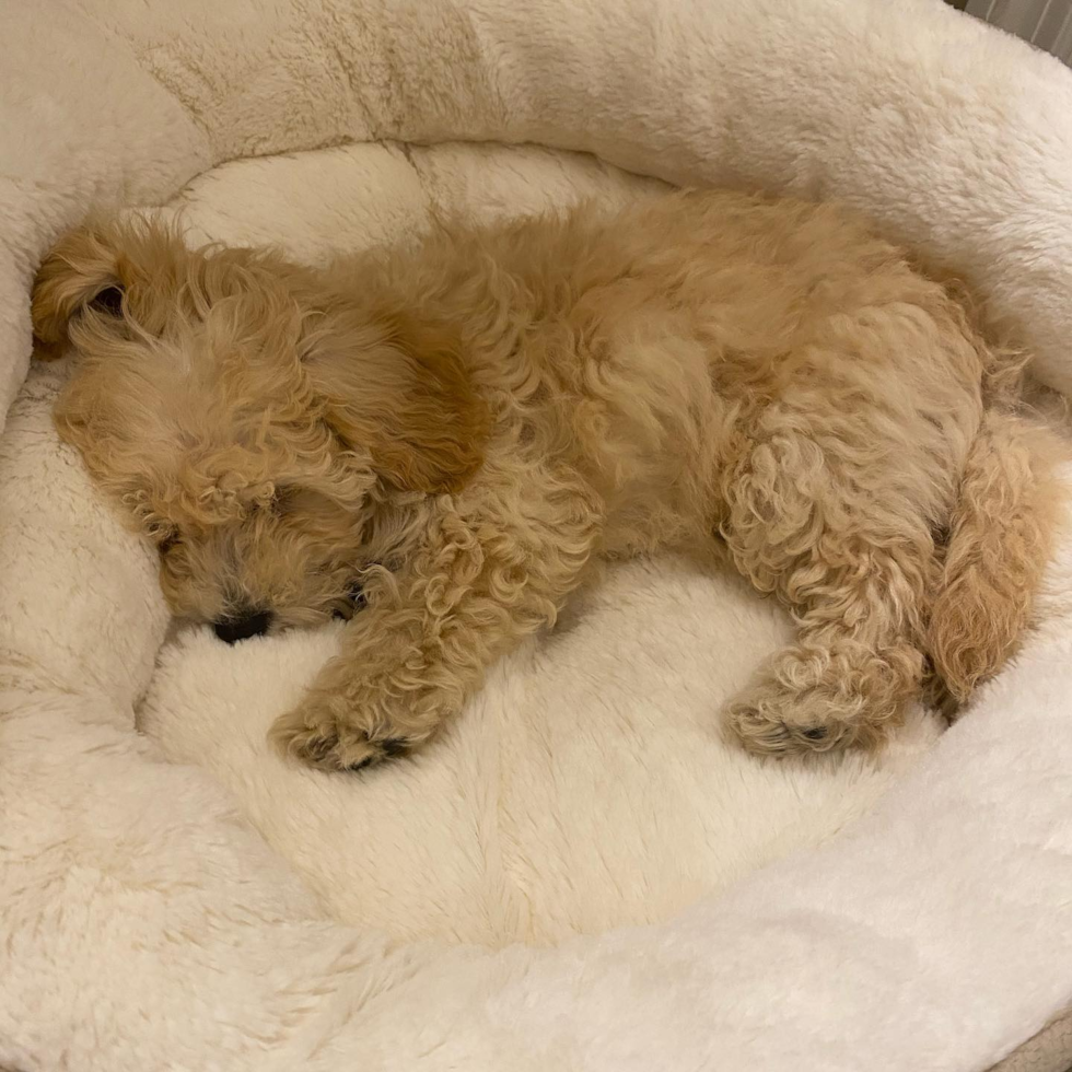 Friendly Poochon Pup in Lexington KY