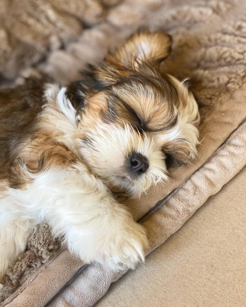 Adorable Shitzu Purebred Pup