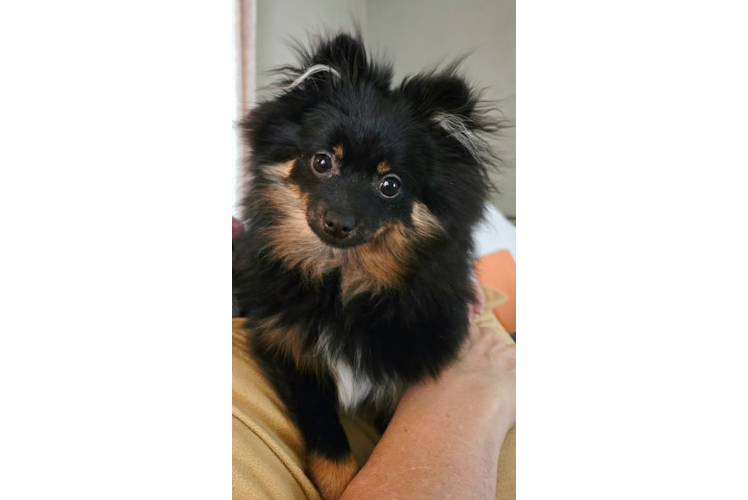 Akc Registered Pomeranian Purebred Pup