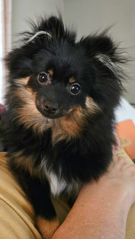 Petite Pom Dog Purebred Pup
