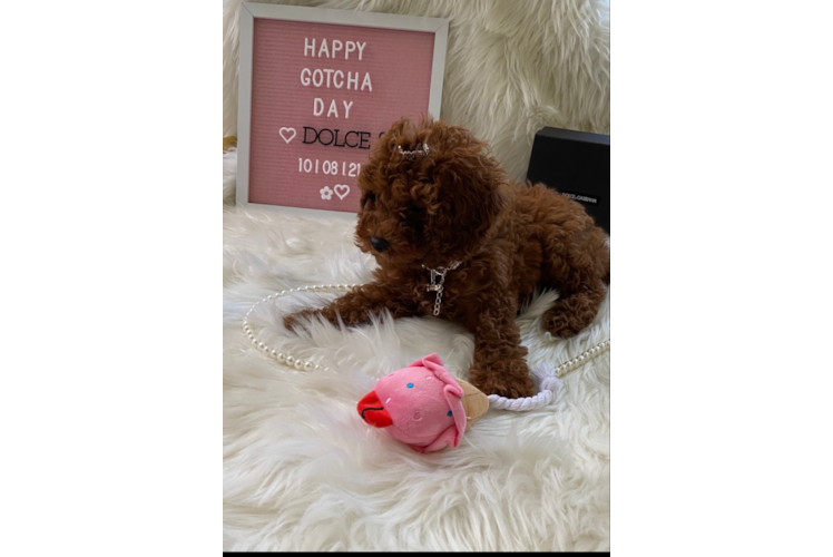 Funny Cavapoo Poodle Mix Pup