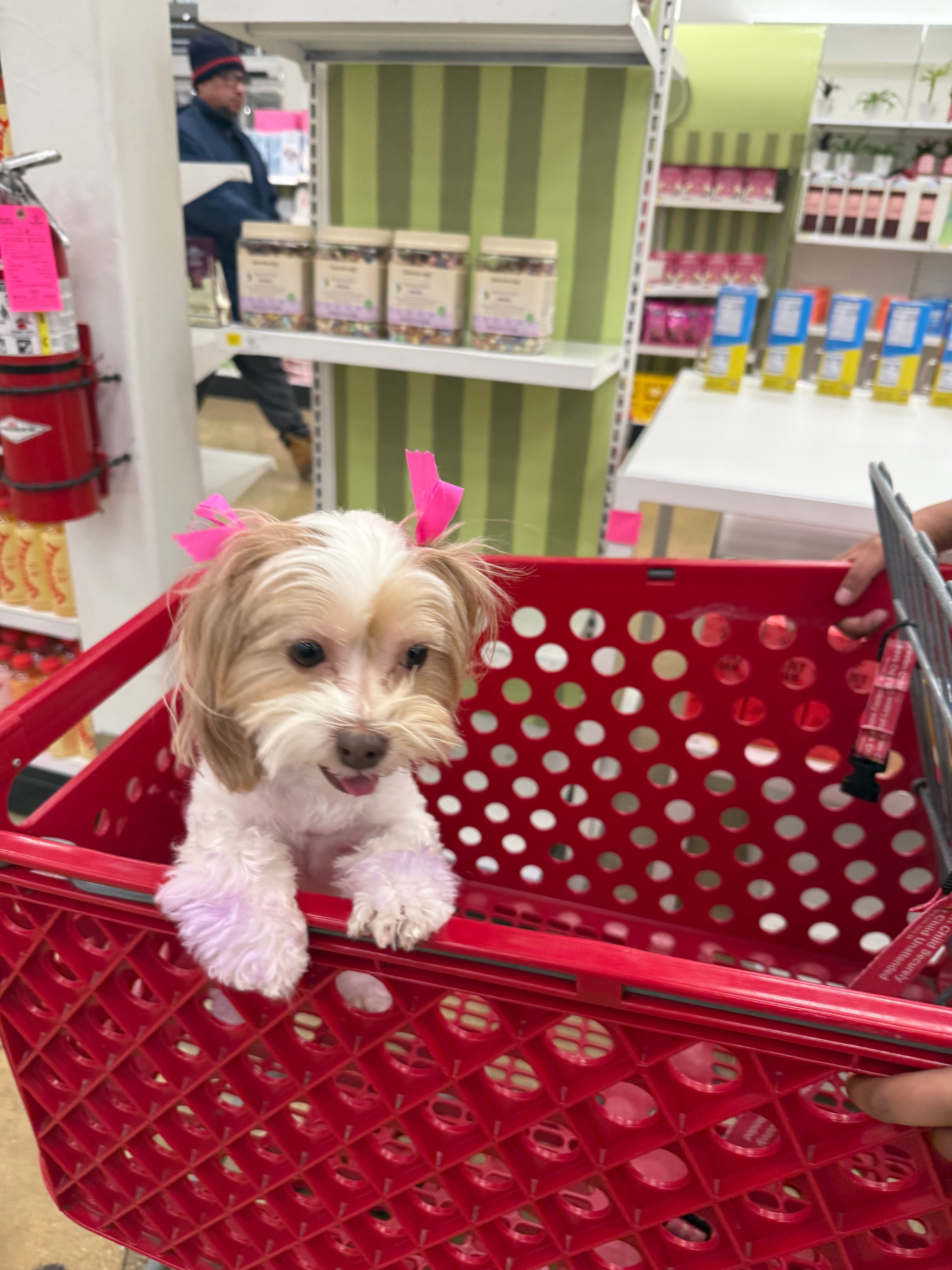 Fluffy Teddy Bear Designer Pup