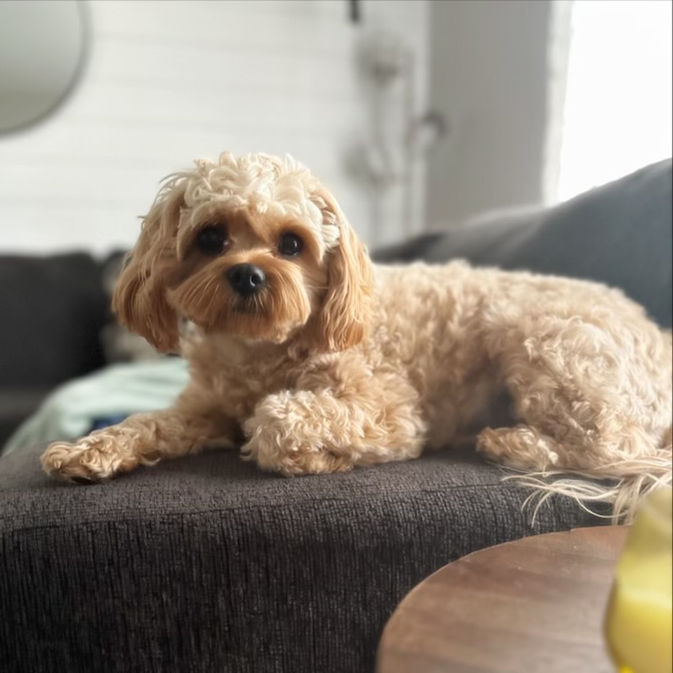 Sweet Cavapoo Pup