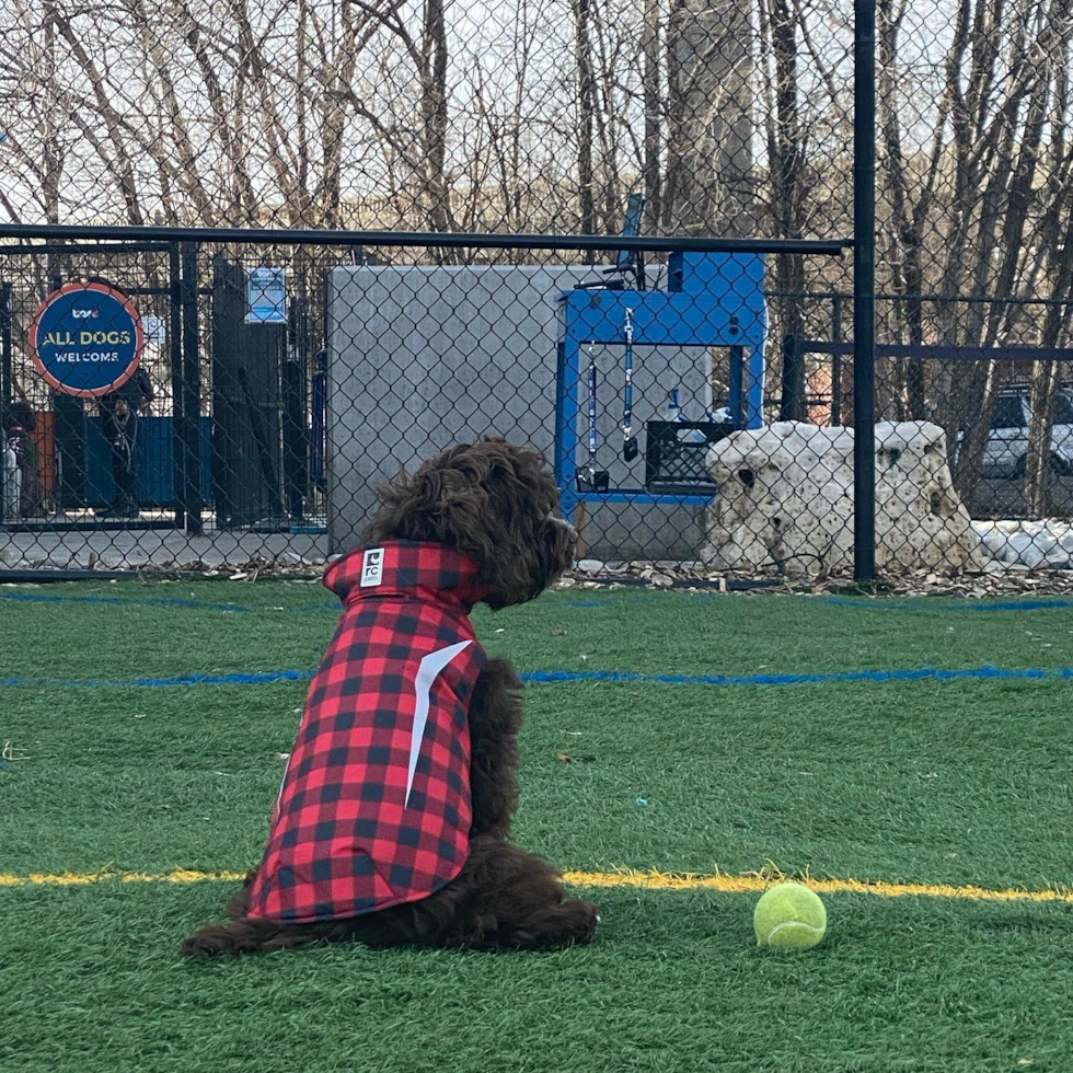 Friendly Cockapoo Pup
