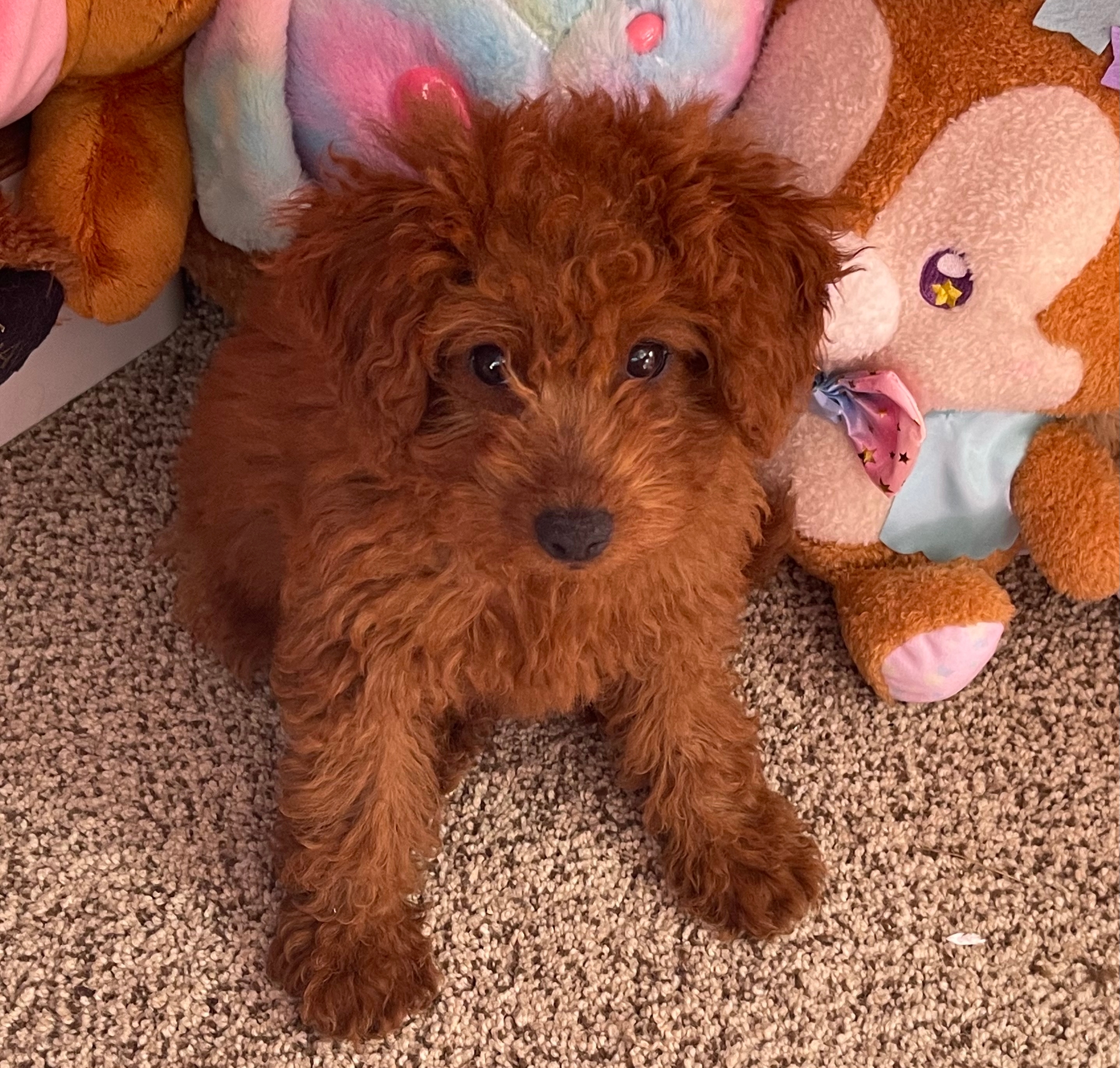 Best Mini Goldendoodle Baby