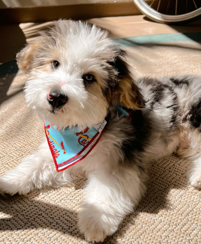 Playful Australian Designer Pup