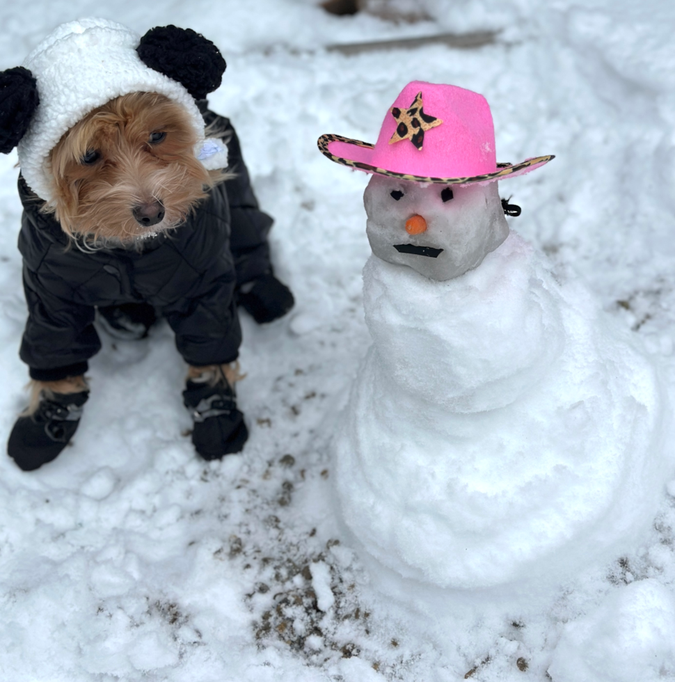 Cute Maltipoo Pup in