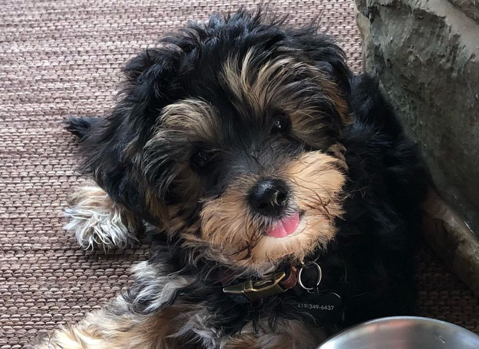 Playful Yo Chon Designer Pup