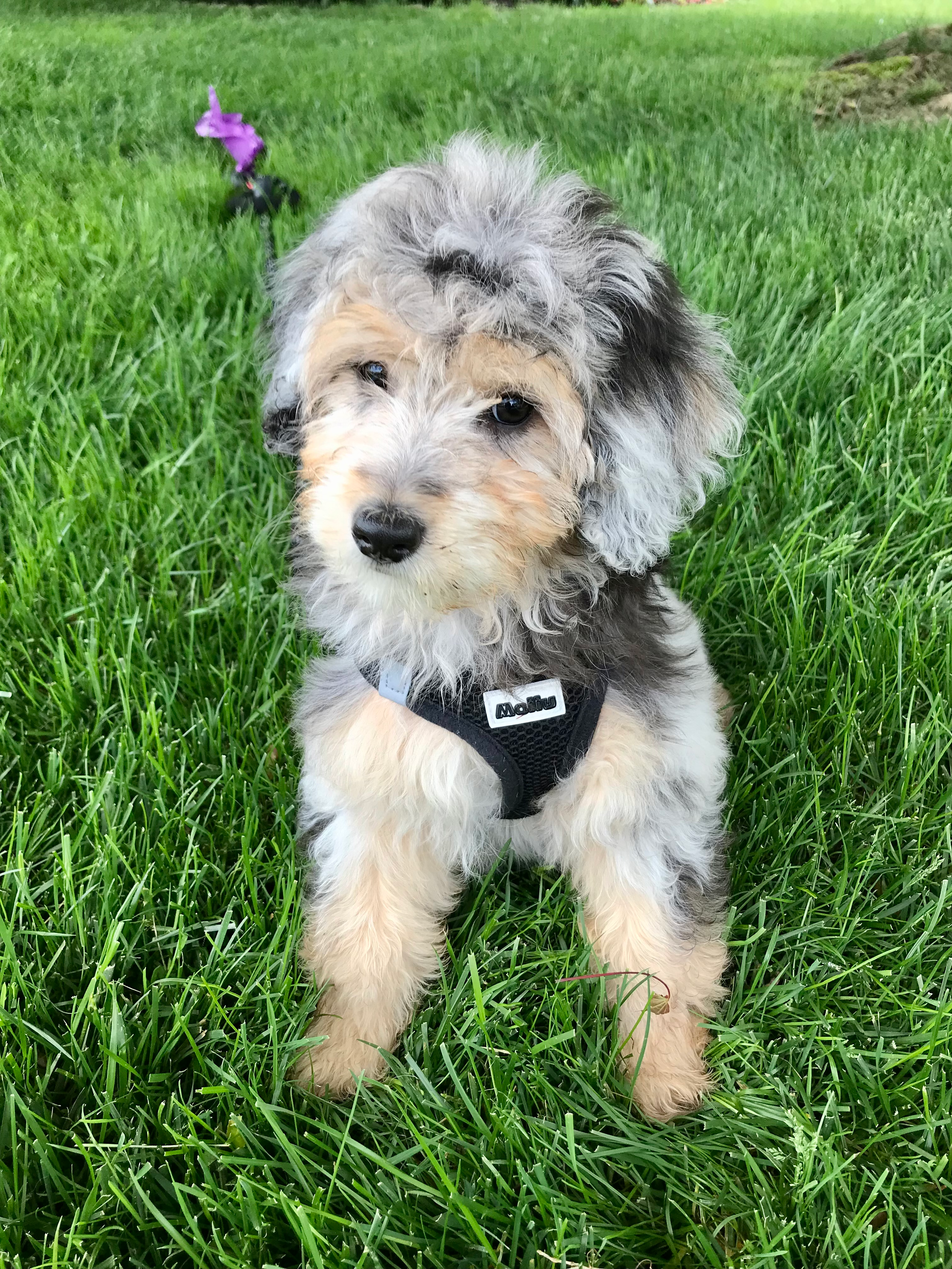 Mini Aussiedoodle Pup Being Cute