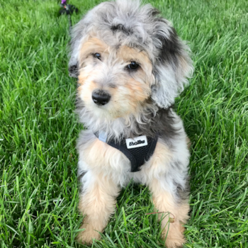 Sweet Mini Aussiedoodle Pup