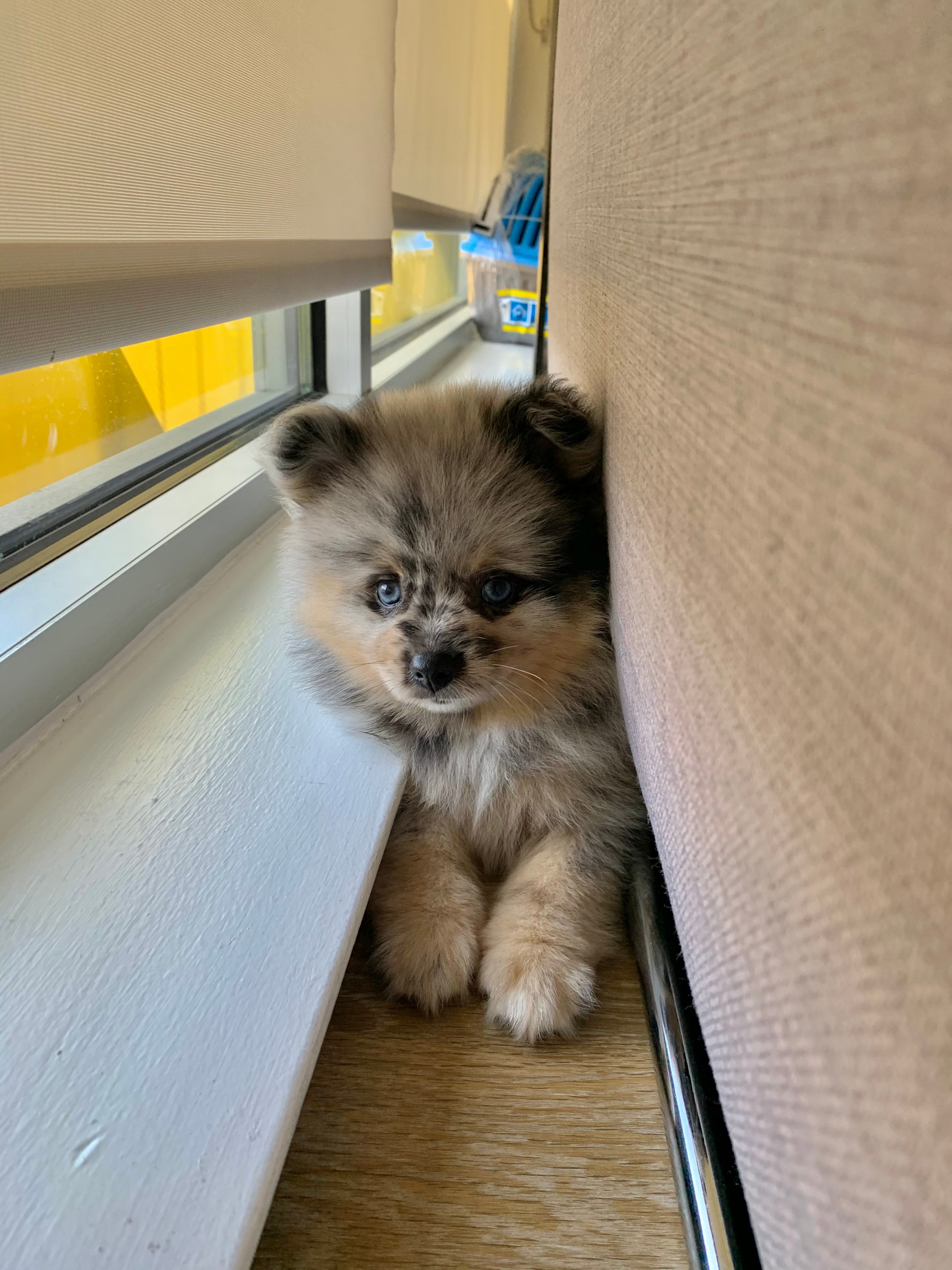 Best Pomeranian Baby