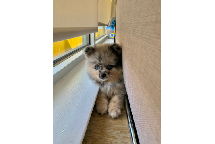 Best Pomeranian Baby