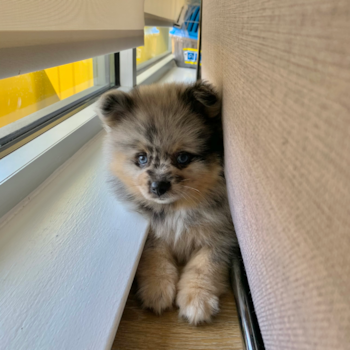 Friendly Pomeranian Purebred Pup