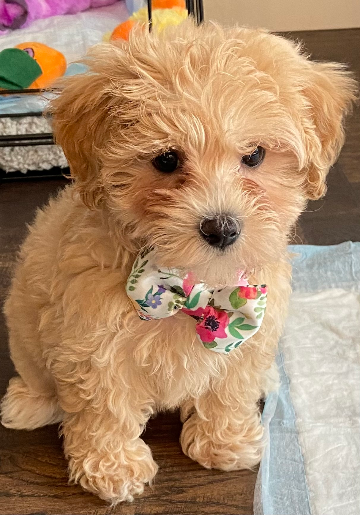 Maltipoo Pup Being Cute