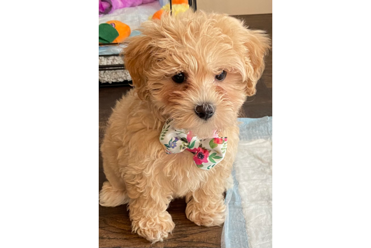 Maltipoo Pup Being Cute