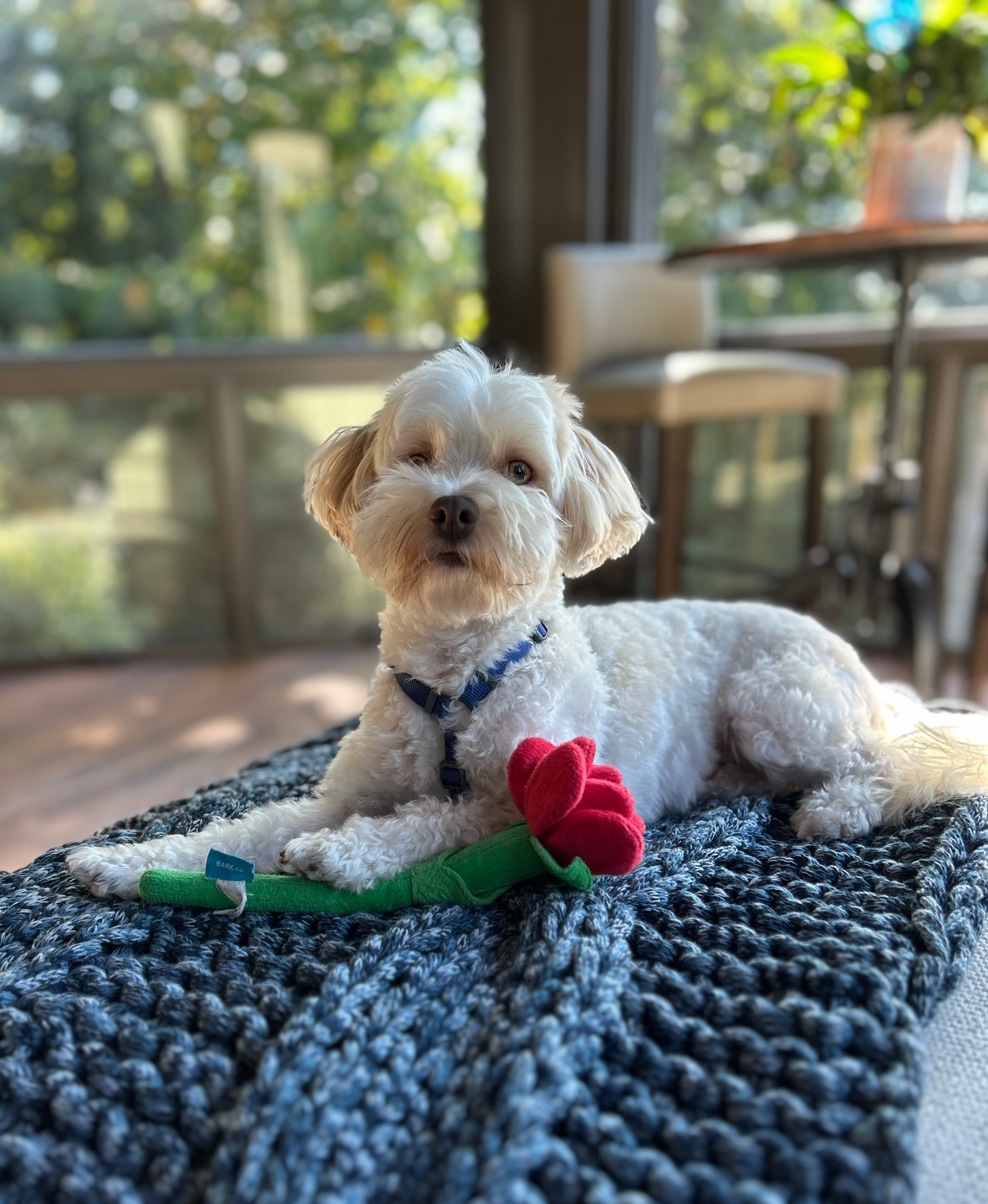 Havanese Puppy for Adoption