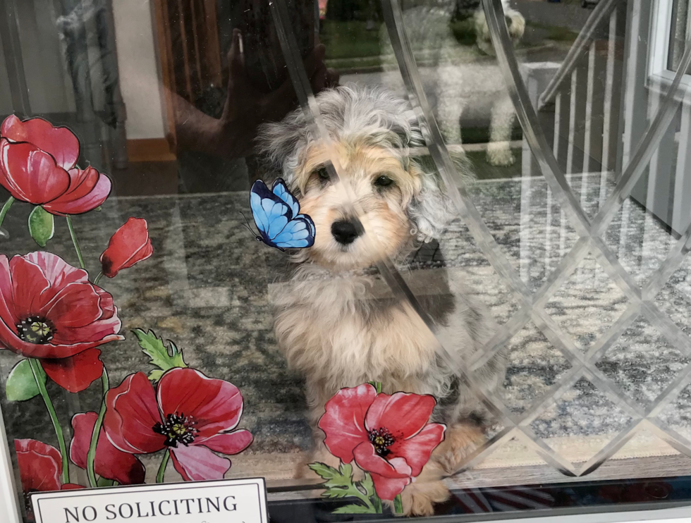 Energetic Aussiepoo Poodle Mix Pup