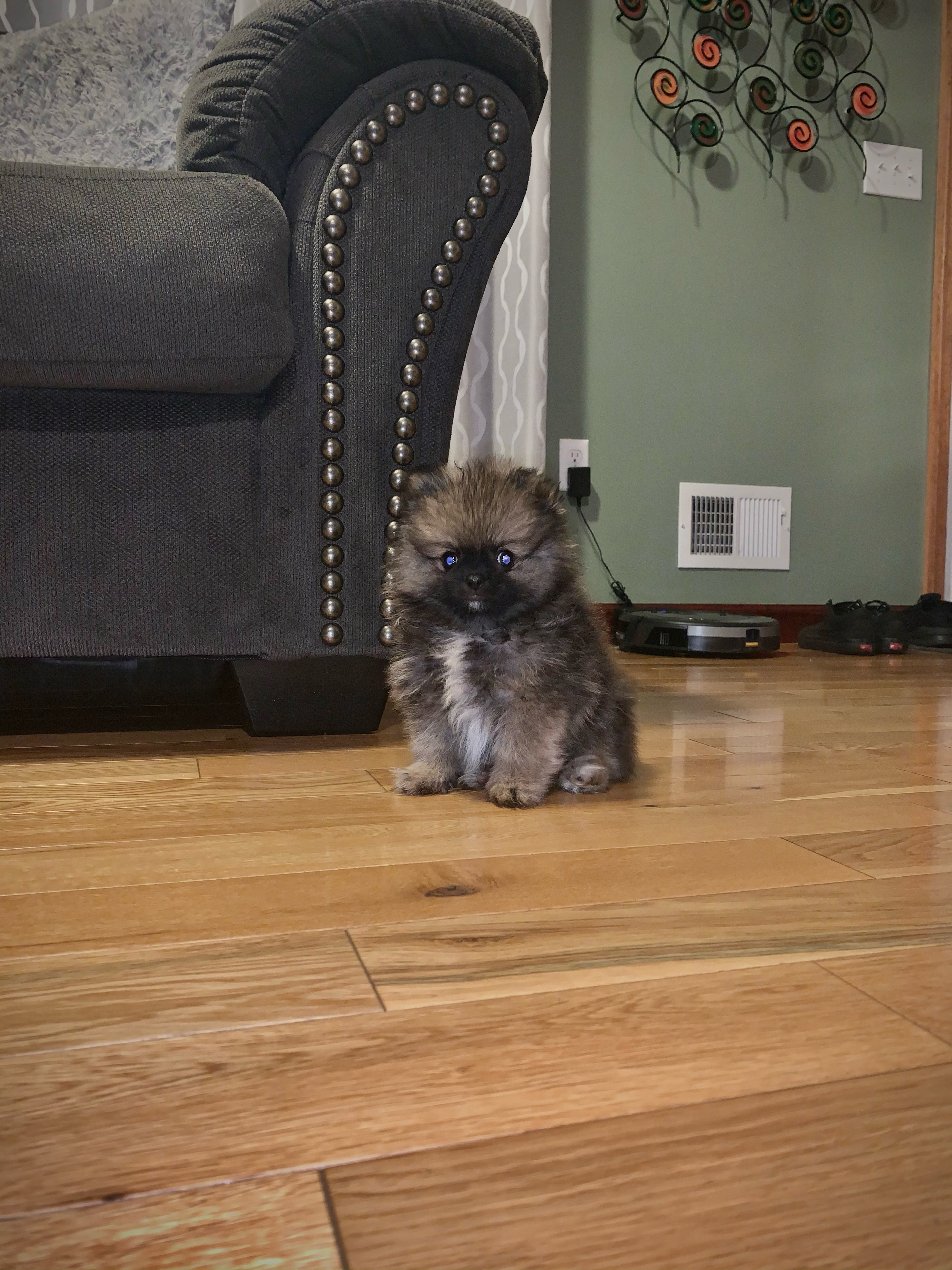 Pomeranian Puppy for Adoption