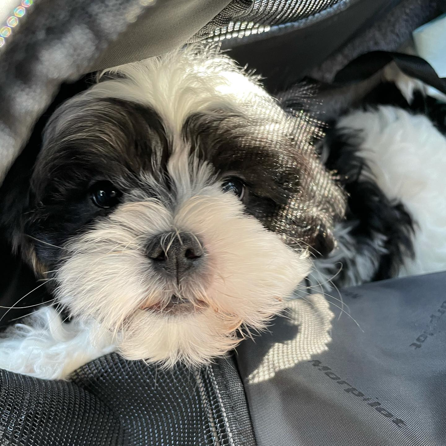 Energetic Shichon Designer Puppy