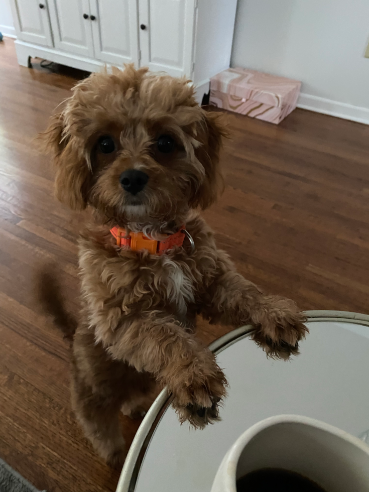 Smart Cavapoo Poodle Mix Pup