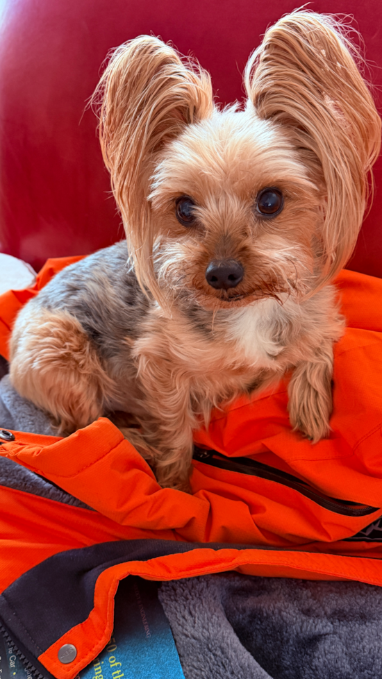 Yorkshire Terrier