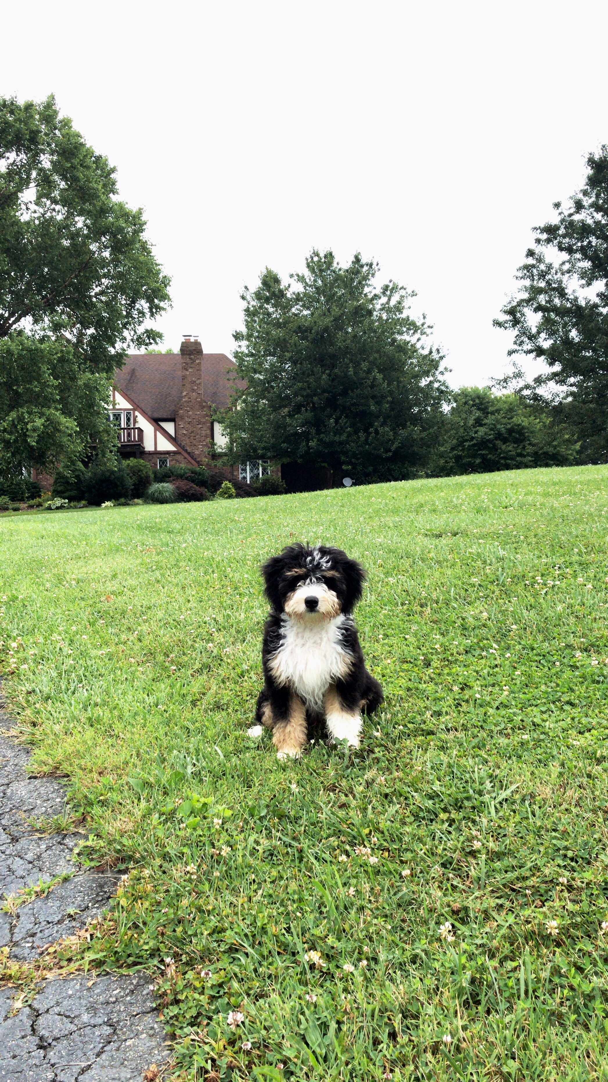 Best Mini Bernedoodle Baby