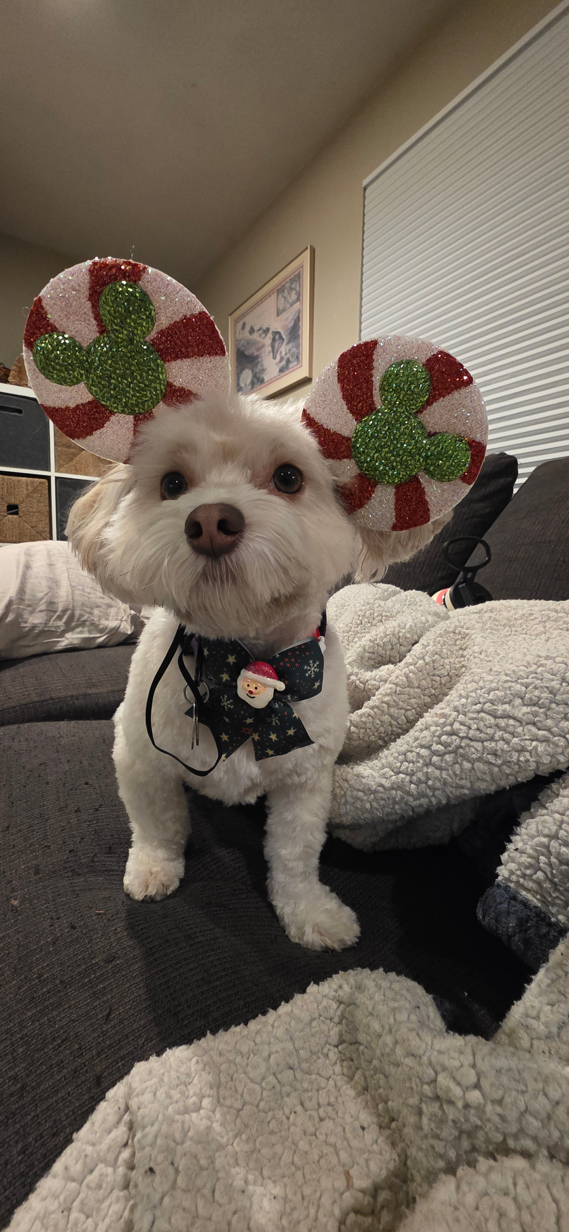 Friendly Havanese Purebred Pup